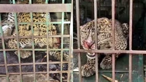 बहराइच में खेत में काम कर रहे किसान को तेंदुए ने बनाया शिकार, दर्दनाक ...