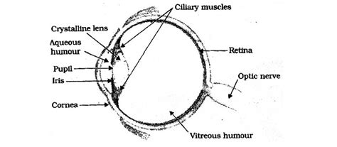 Image result for Science Class 10 Human Eye Notes