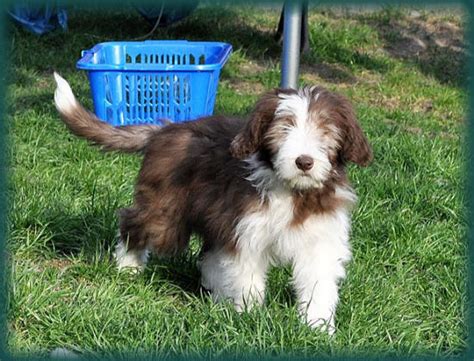 Bearded Collie Welpen in Elgersburg | Tiere | Kleinanzeigen