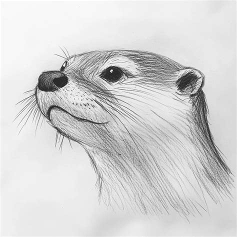 How To Draw A Realistic Animals