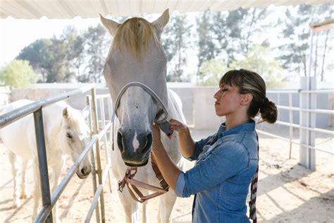 Horse Worming Schedule: How to Guide for Optimal Care - All About Horses