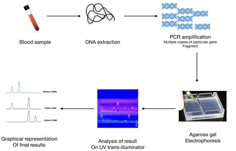 Image result for DNA Fingerprinting Graph