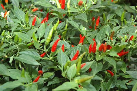 What Are Sport Peppers and How To Use Them