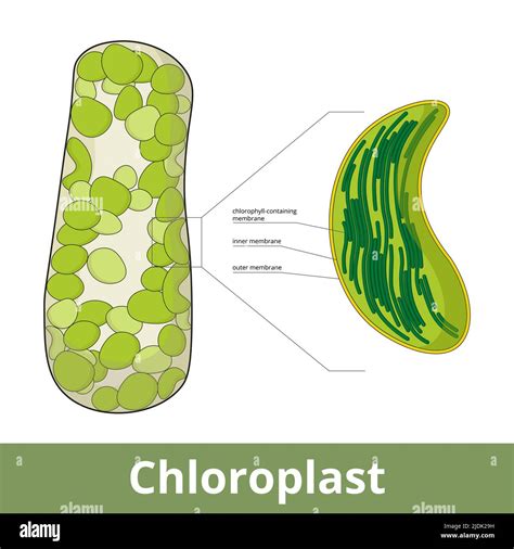 Chloroplast. Visualization of chloroplasts arrangement in plant cell ...