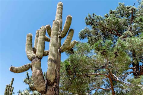 Beautiful Desert Plants With Names