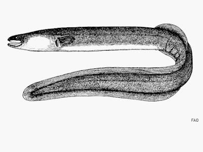 ANGUILLIDAE (SIDHAT - 鳗 - EEL): SIDHAT INDONESIA - Indonesian Eel - 印度尼西亞鳗鲡