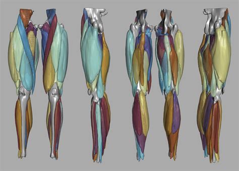 Image result for Muscle and Motion.com