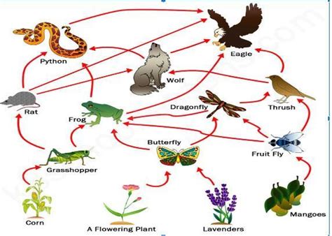 List one organism that is found in both the third and fourth trophic ...