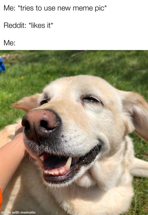 Happy Dog Meme