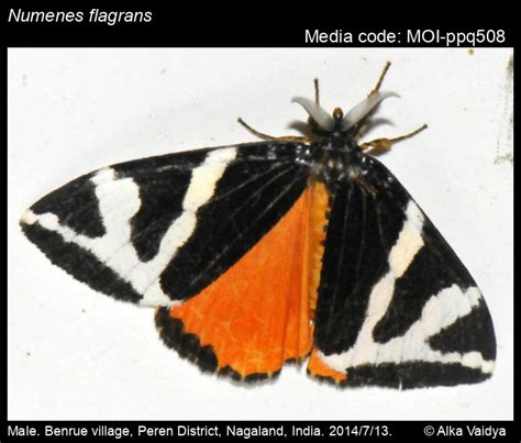 Numenes flagrans Tams, 1928 - | Moths