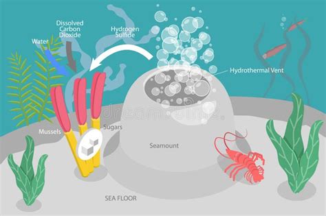Image result for Chemosynthesis Examples