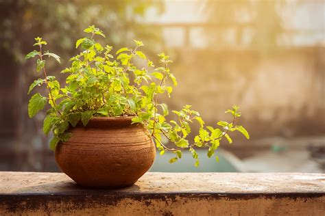24 Vastu Plants for Home That Bring Positivity to Your Life