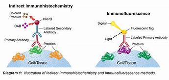 immunohistochemistry 的图像结果