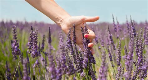 Lavender - Its Types and Medicinal Properties - Food Hyme