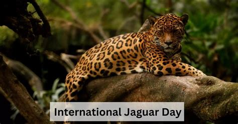 International Jaguar Day 2023: Theme, Population Status and ...