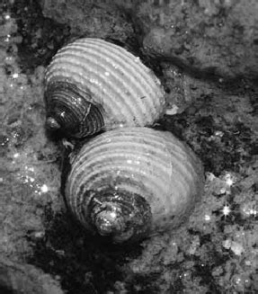 ATREE Branches, Volume 8:3, July-September 2011