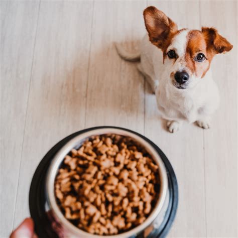 Puppy Nutrition 101: A Guide to Picking the Best Puppy Food - HubPages