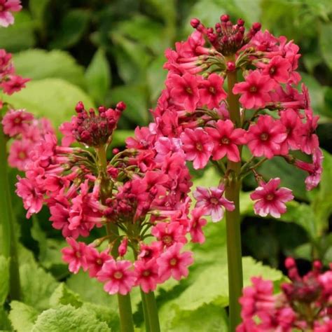 Sun To Part Shade Perennials
