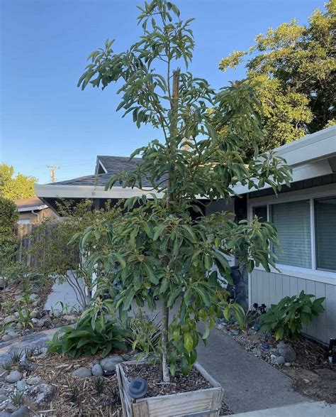 Hass Avocado Grow Guide - Tropical Tree Guide