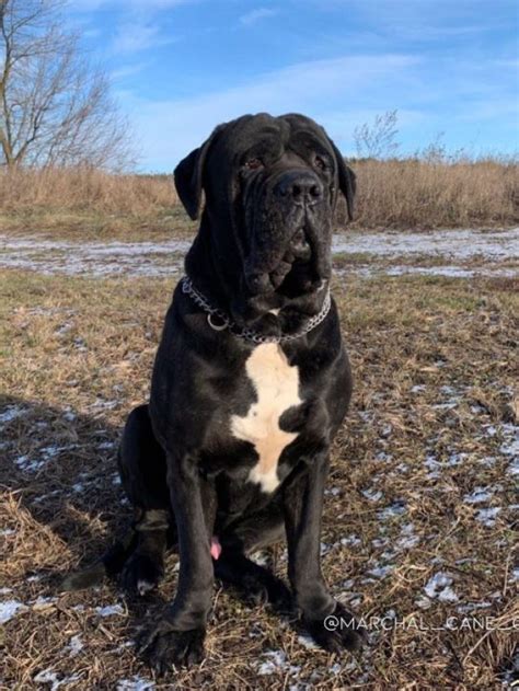 Cane Corso Mastiff 的图像结果