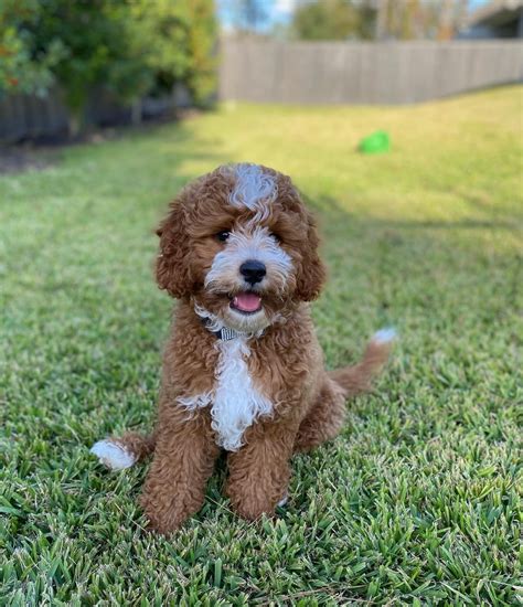 Cavapoo full grown. When fully grown, a Cavapoo’s size and… | by ...