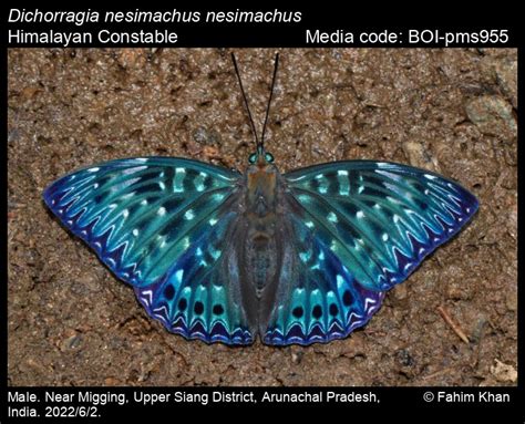 Dichorragia nesimachus (Doyère, [1840]) - Constable | Butterfly