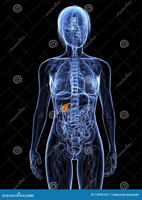 Gallbladder Location