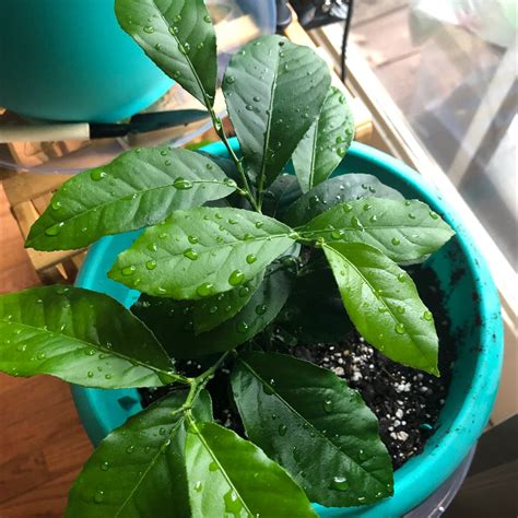 🍋 How Do I Propagate My Lemon?