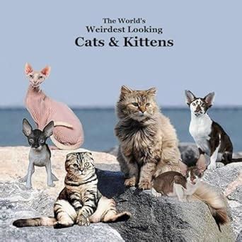 World's Weirdest Looking Cats and Kittens Kids Book: Great Way for ...