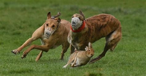 Animals Lose Defensive Instinct Against Predators After Human Encounters