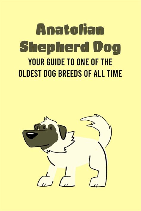Buy Anatolian Shepherd Dog: Your Guide to One of The Oldest Dog Breeds ...