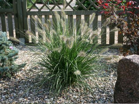 Dwarf White Fountain Grass 'Hameln' | Buy 8-Pack Save More – Eureka Farms