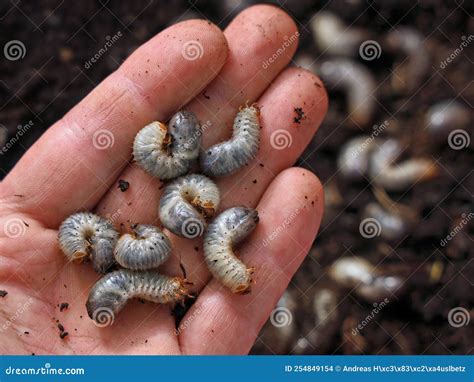 White Grub Larvae Bug