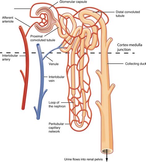 Nephron Structure For Kids