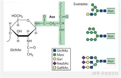 甘油葡萄糖苷的六种构型-浙江英沃迪生物科技有限公司-企业发布