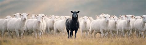 Vector vs Raster: What’s the Real Difference?