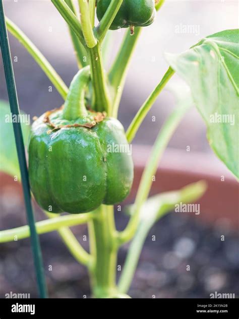 Bell pepper plant hi-res stock photography and images - Alamy