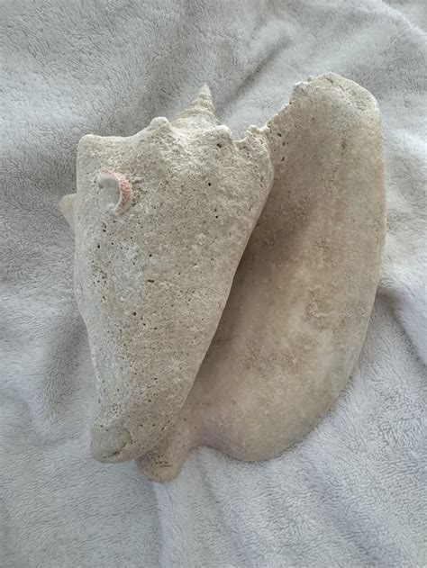 Image result for Cleaning Conch Shells