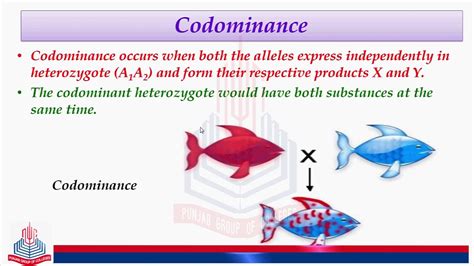 Codominance Definition