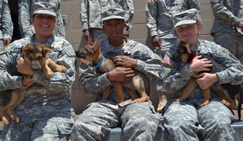 Military Dog Adoption Application India