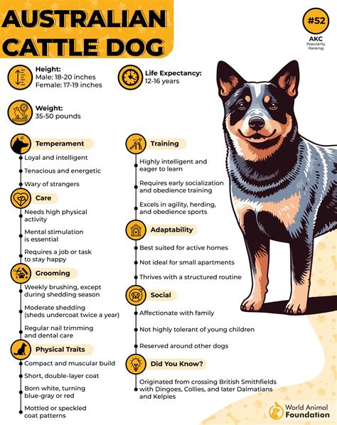 10 Most Smartest Dog Breeds In The World