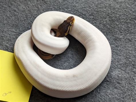 Image result for Pied Python