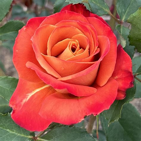 Nicholas rose | Orange/Yellow Hybrid Tea | Style Roses