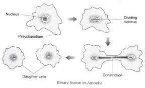 Explain the process of asexual reproduction in amoeba and yeast cells ...