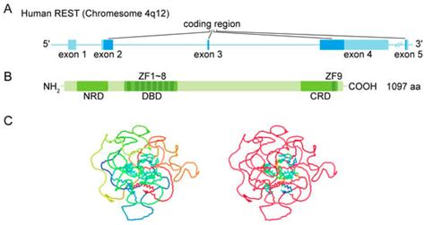 REST/NRSF in Health and Disease | Encyclopedia MDPI