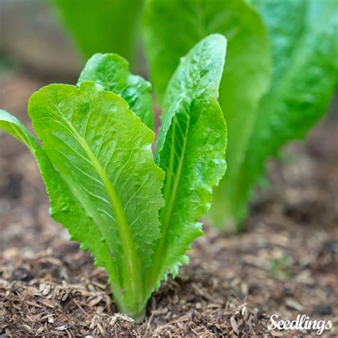 50 Romaine Lettuce Seeds - Welldales