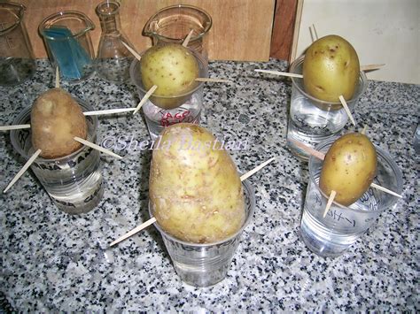 Image result for Vegetative Reproduction Potato