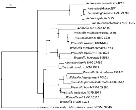 Why Are Weissella spp. Not Used as Commercial Starter Cultures for Food ...