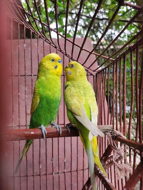 Two green and yellow parakeets are sitting on a red cage. | Premium Photo