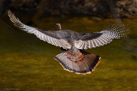 "Natural World" Through My Camera: Eastern Wild Turkeys